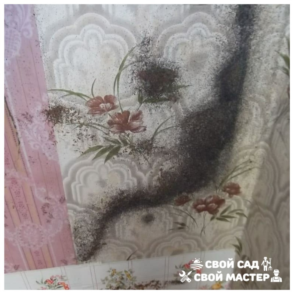 Обработка от насекомых,грызунов,запаха