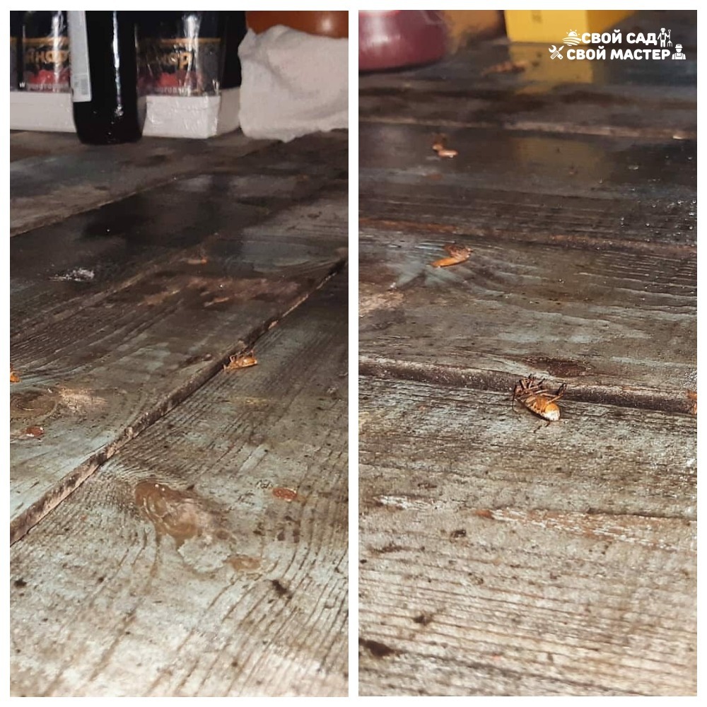 Обработка от насекомых,грызунов,запаха