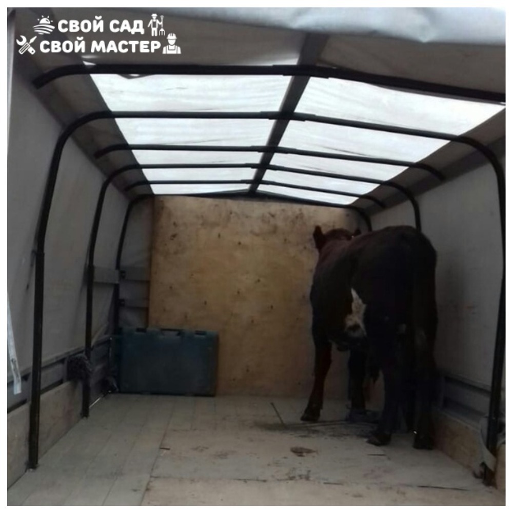 Грузоперевозки — Перевозка животных