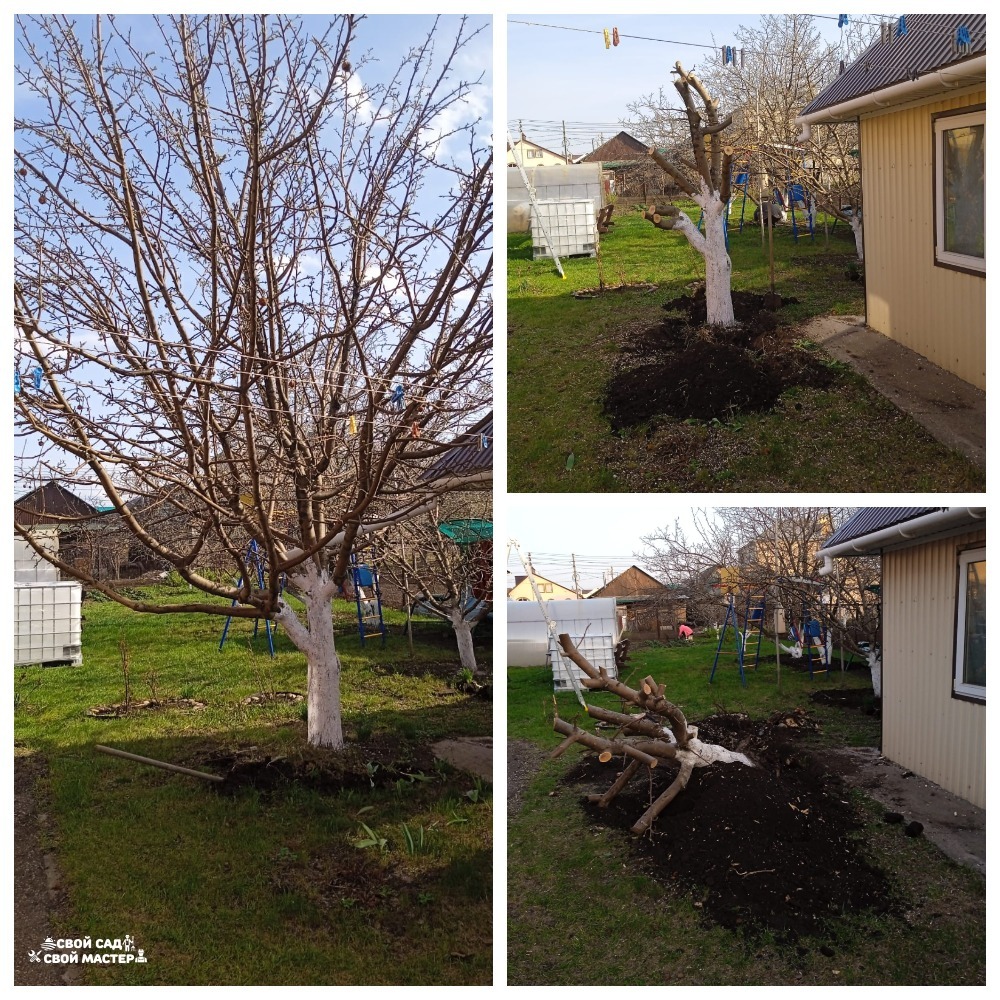 Баня, сад и огород — Распил/корчевание деревьев/кустов